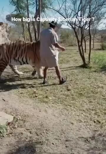 Large Siberian tiger