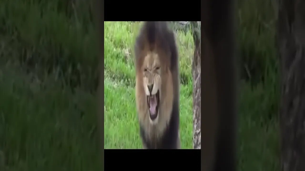 lion laughing