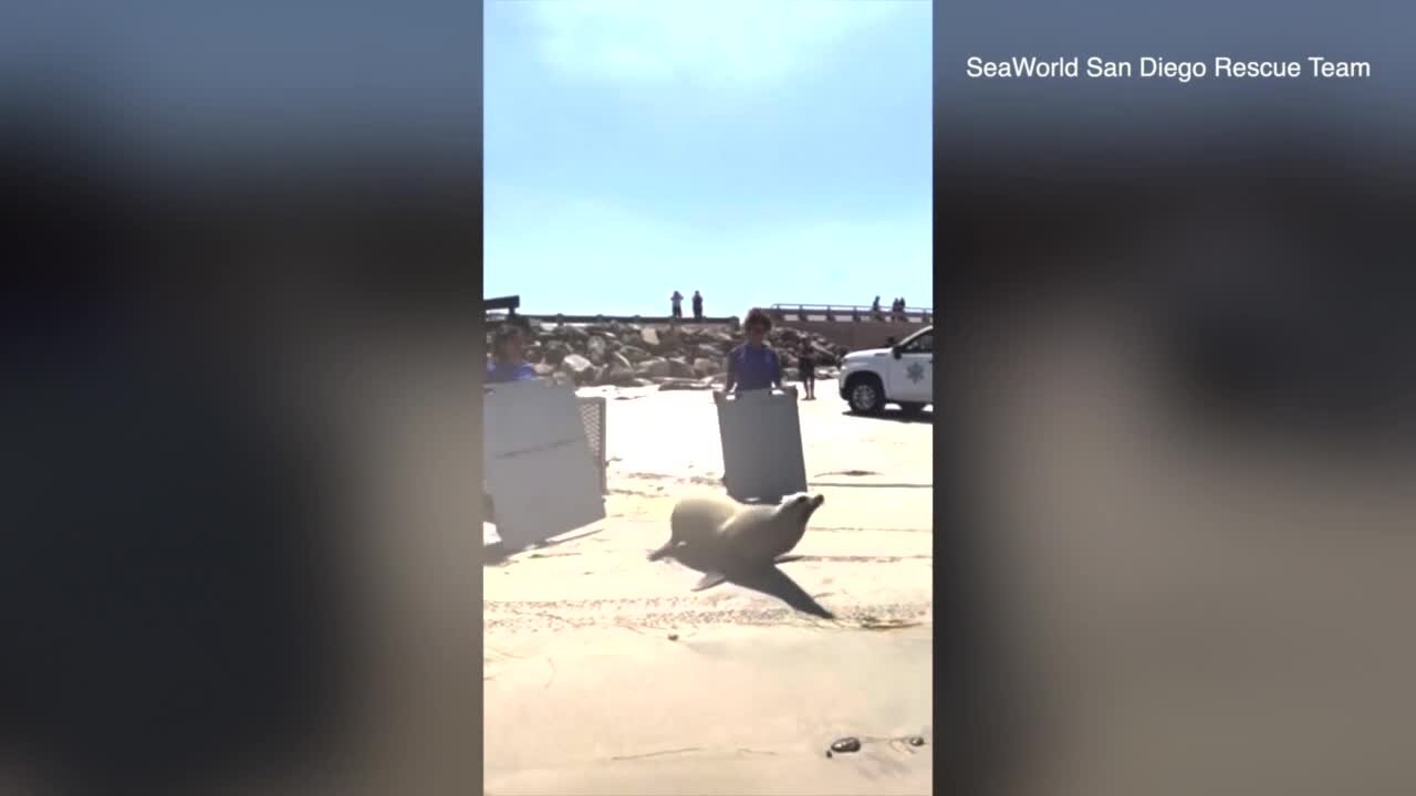 SeaWorld San Diego helps sea lion return to the ocean