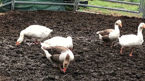 Geese follow owner around the farm ❤️