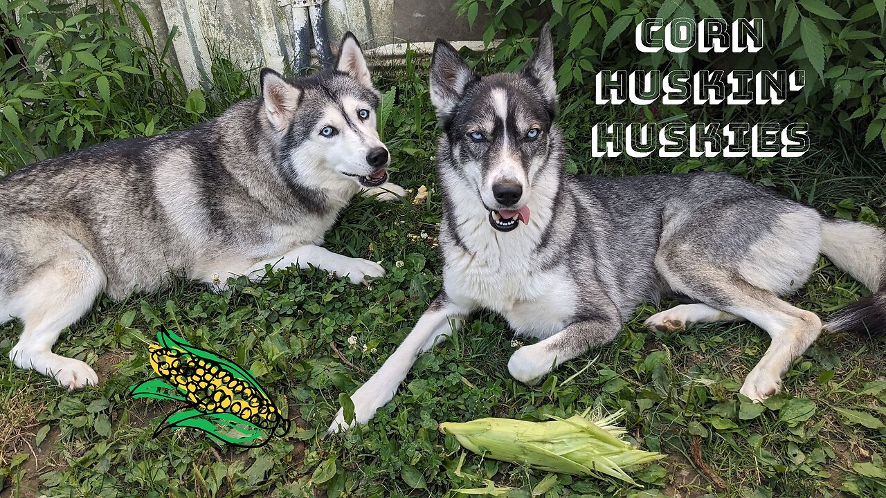 Corn Husking Huskies