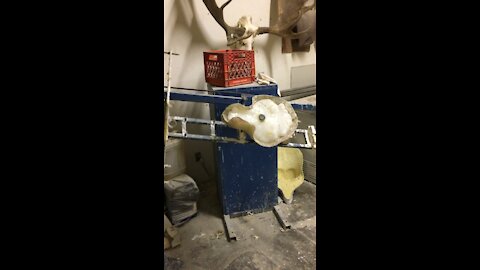 Roto spinning a Brown bear skull