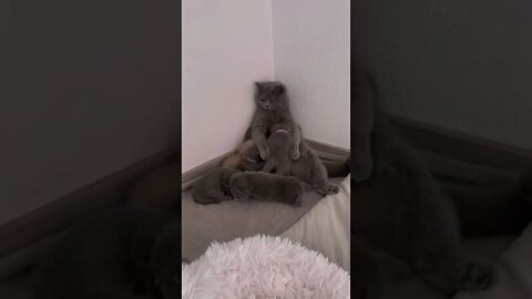 😻💓