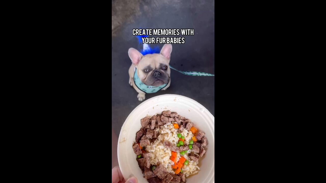 Create Memories with your Furbabies | Mochi The French Bulldog