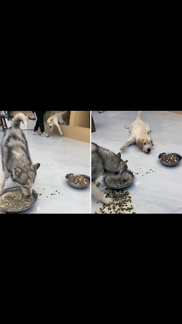 The funny dog swims towards the food