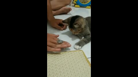 Cat 🐈‍⬛