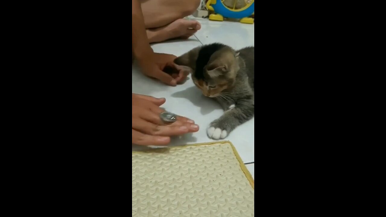 Cat 🐈⬛