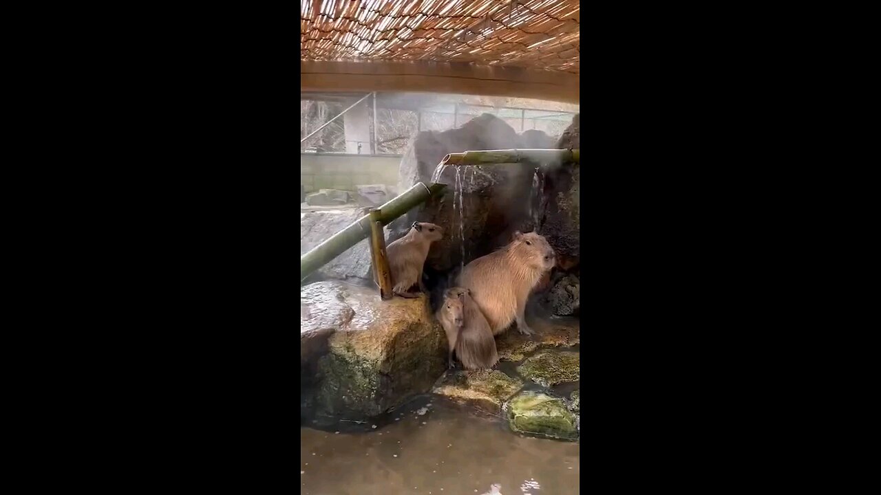funny video