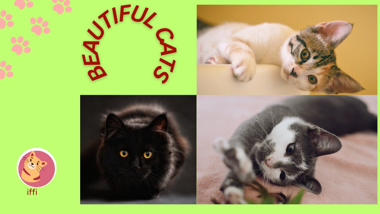 Cute & Beautiful Viral Cats