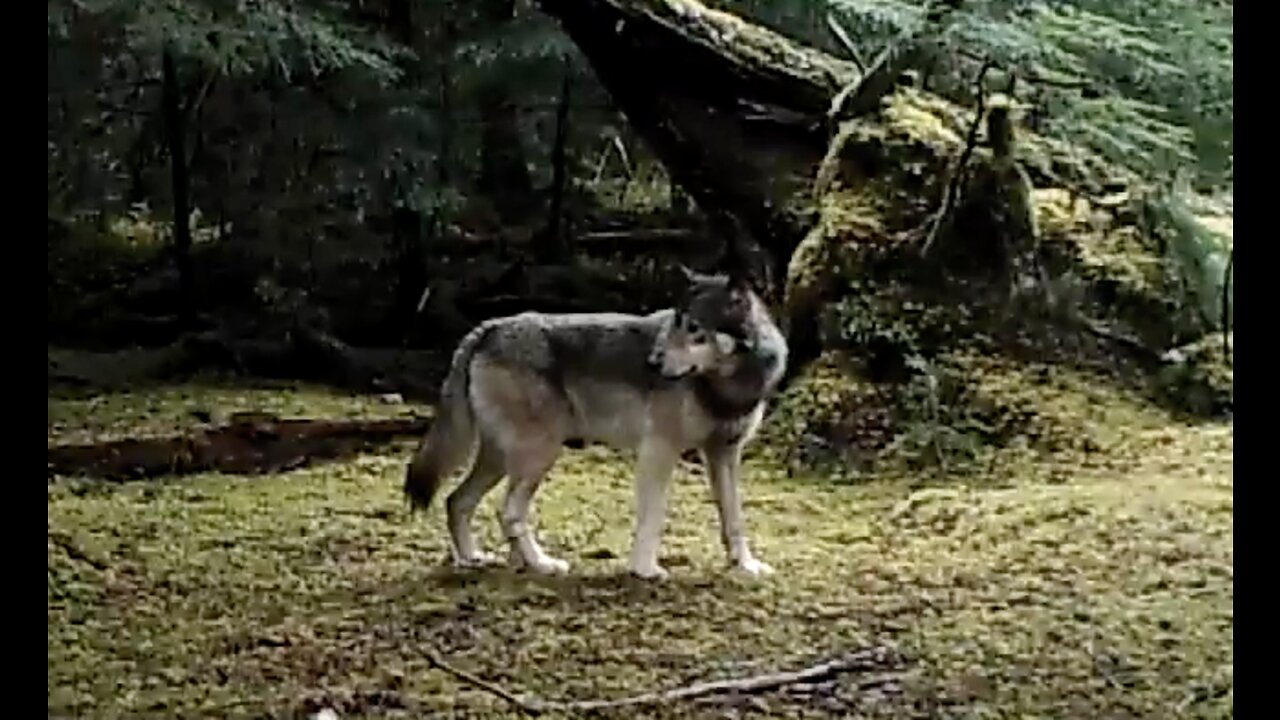 Wolves near Ketchikan