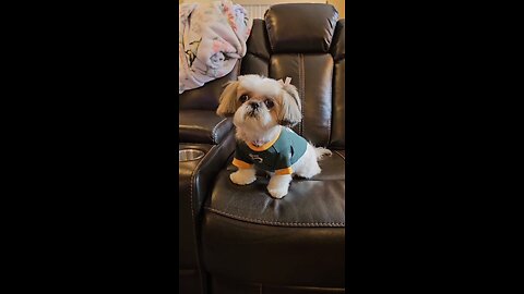 Rosie The Football Fan (Featuring Rosie The Shihtzu)