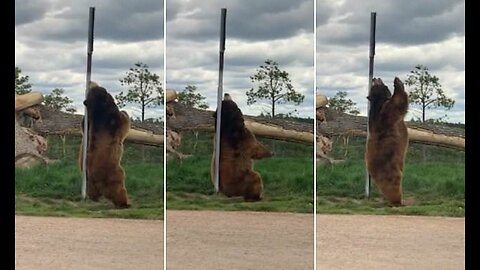 panda:Itchy Bear Needs a Back Scratch