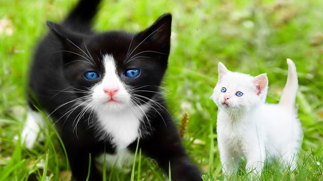 Cats videos 2023 - Gorgeous cats baby