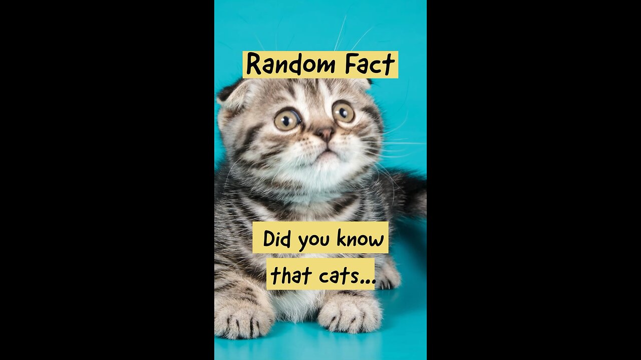 Like and Follow to discover more funny facts about our furry feline friends! #catfacts #catlovers