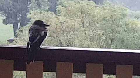 Some birds sheltering from the rain