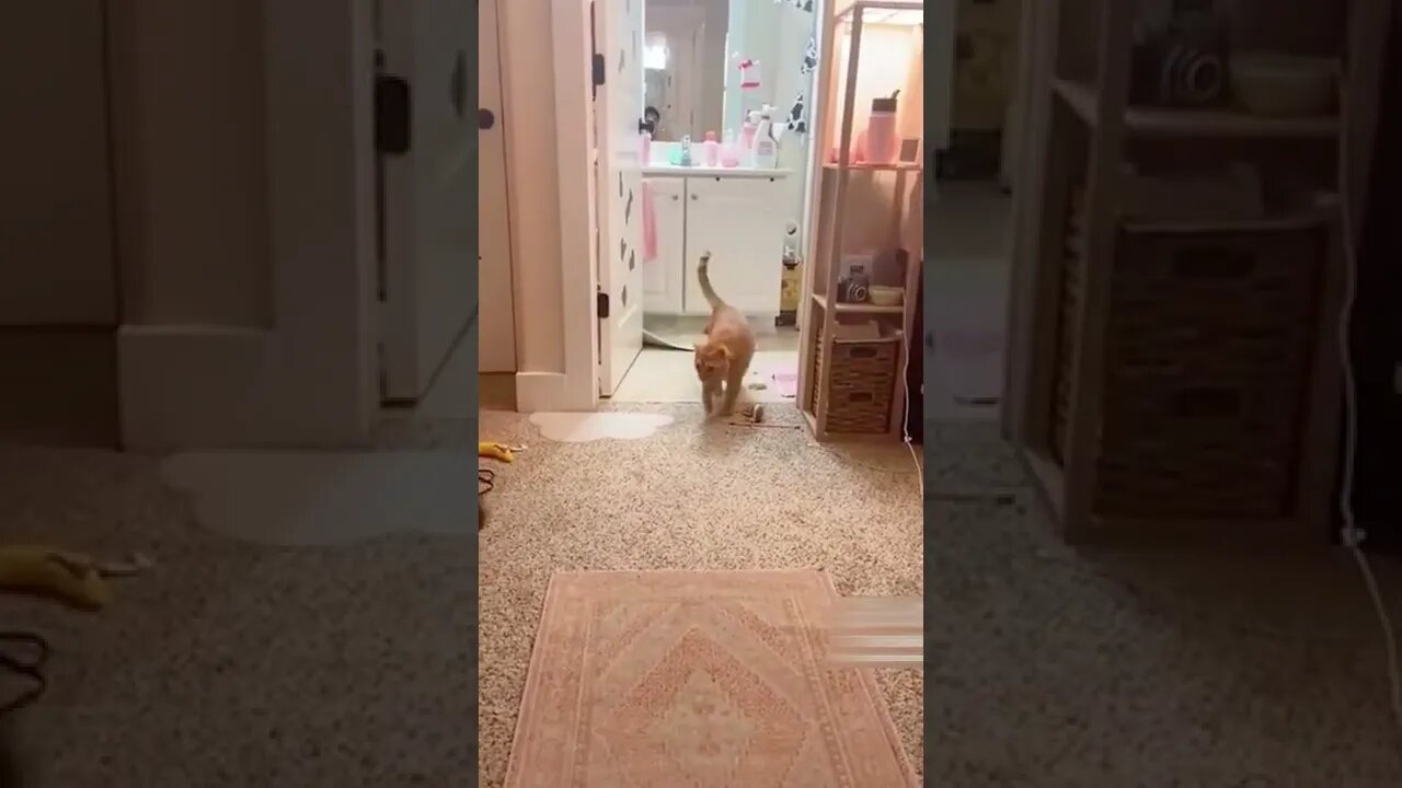 Crazy cat video #shorts #cat