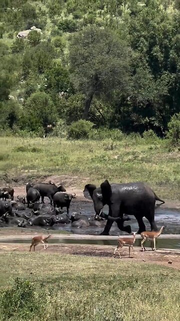 Mischievous elephant loves chasing all the other animals around
