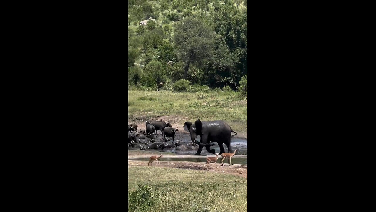 Mischievous elephant loves chasing all the other animals around