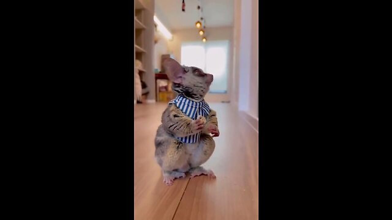 Best Funny Animal Videos of the year (2023), funniest animals ever. relax with cute animals video