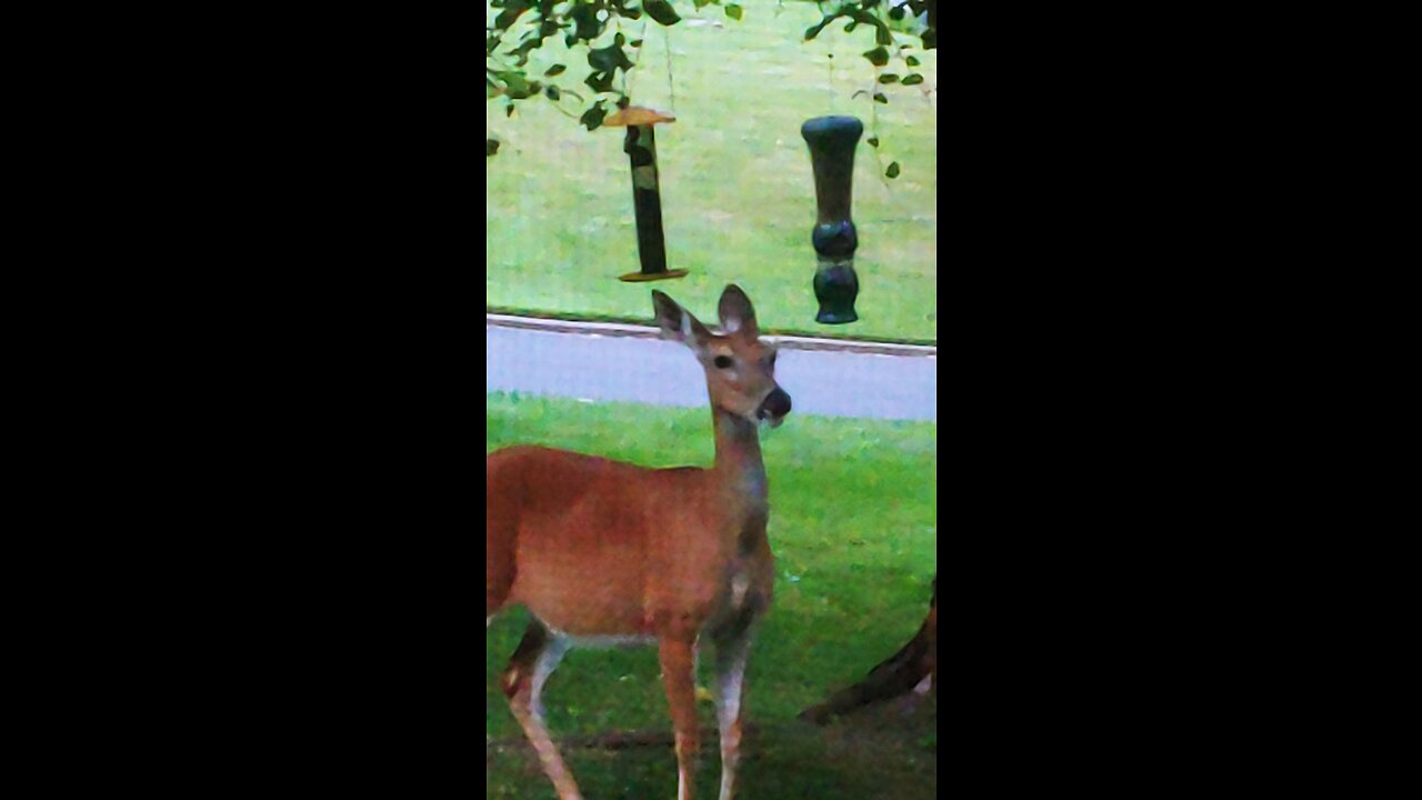 pregnant doe