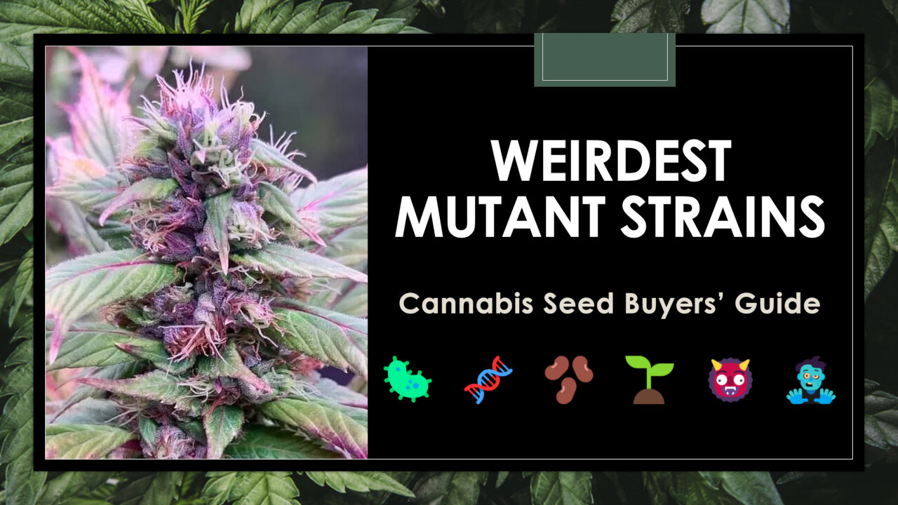 16 Weirdest Weed Strains | Mutant Cannabis Seeds Guide