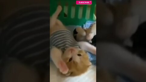 cute cat videos 😹 funny videos 😂☺️