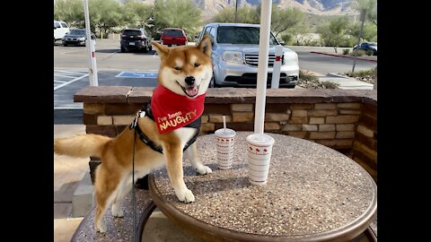 In-N-Out Burger Sheebs