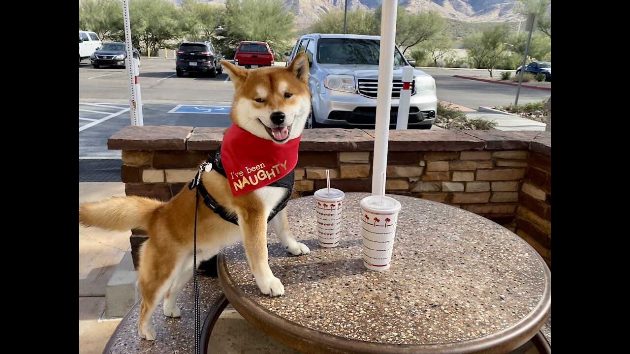 In-N-Out Burger Sheebs
