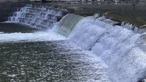 Salmon run Humber River 2022 edition 26