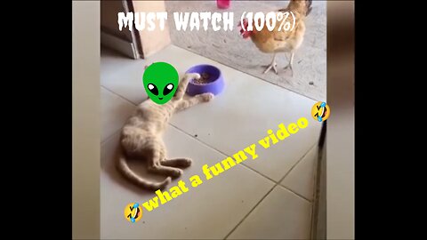 Funny cat game with funny hen 🤣😂🤣