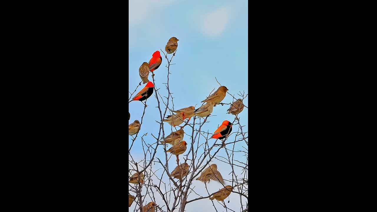 Enjoying a peaceful moment in nature 🌿🐦 #BirdWatching #NatureLover #SereneScenes