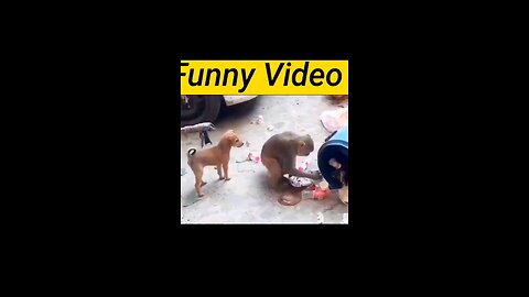 Funny cats fight 🤣new video 2023