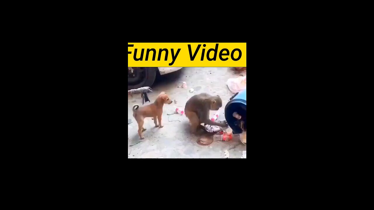 Funny cats fight 🤣new video 2023