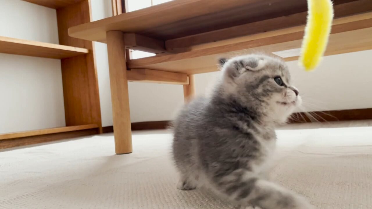 【生後57日】子猫が家にやってきた…