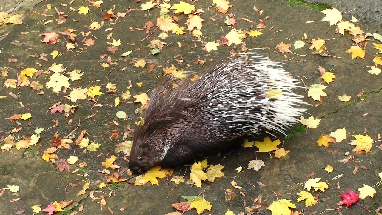 Porcupine looking for a treat