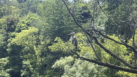 Great Blue Heron cleaning up