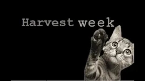 ILGM's Big Bud Strain Harvest