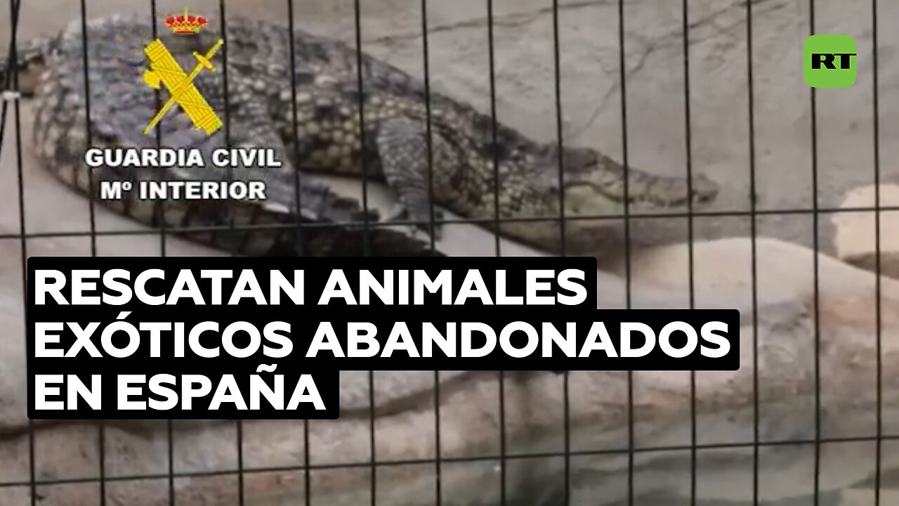 Rescatan dos cocodrilos y varios animales exóticos en España