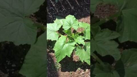 Squash & Zucchini Plant Update 2022