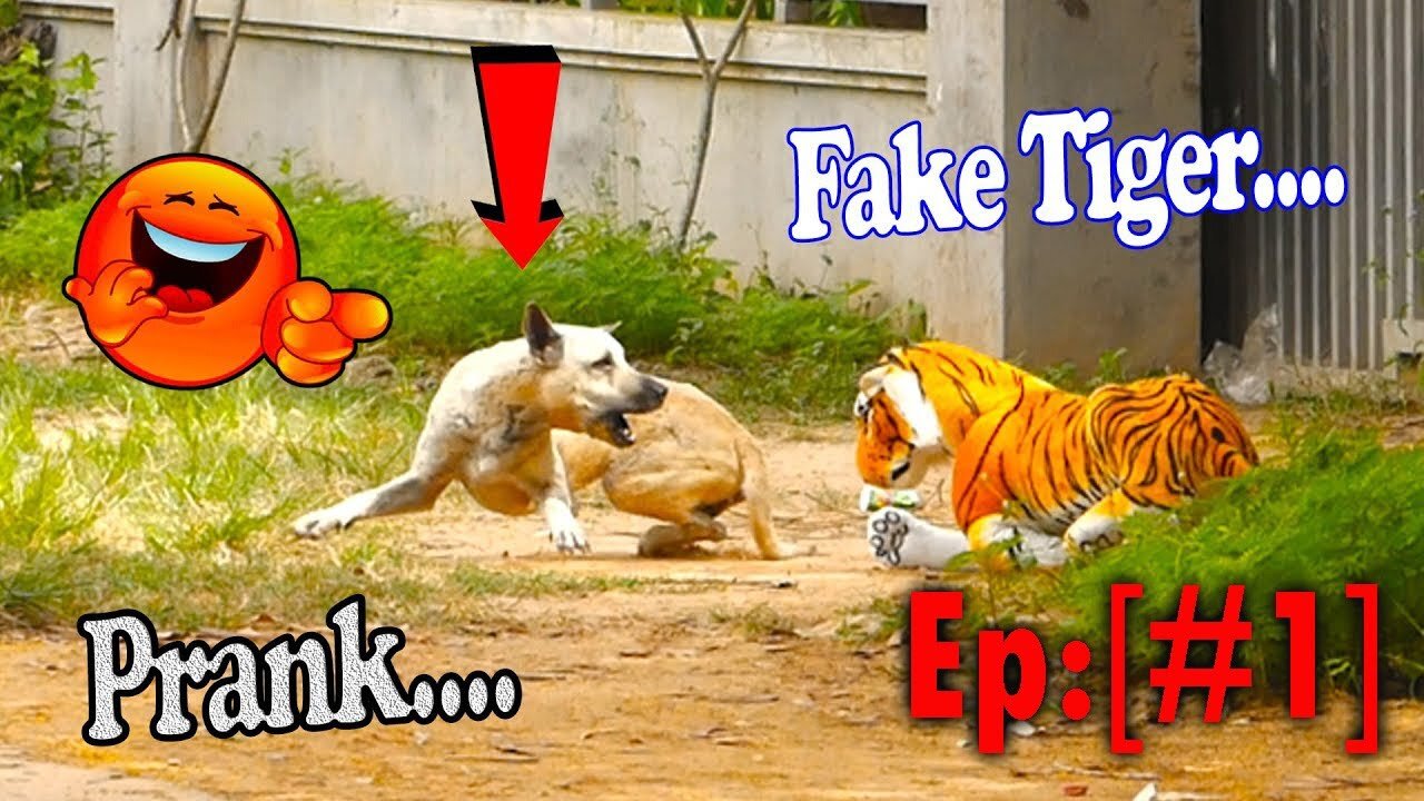 Troll Prank Dog Funny & fake Lion and Fake Tiger Prank To dog & Huge Box Prank to dog