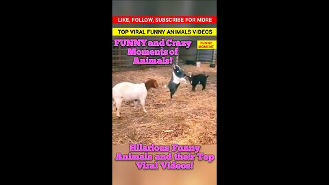 Hilarious Funny Animals and their Top Viral Videos!