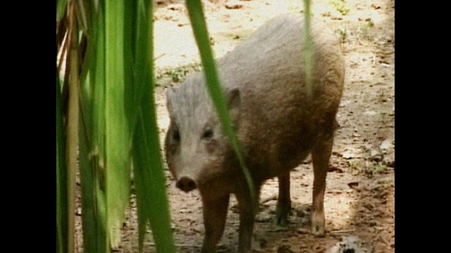 Pygmy Hogs Back In The Wild