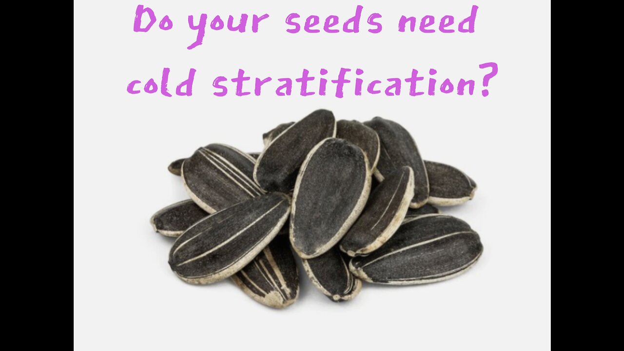 Do your seeds need cold stratification?