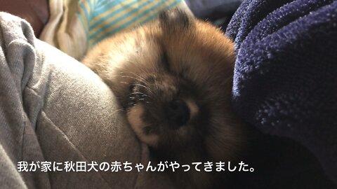 Panja the Akitainu