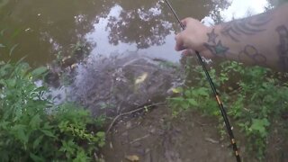 Bullhead Cat caught on imitation crab meat!