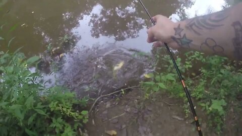Bullhead Cat caught on imitation crab meat!