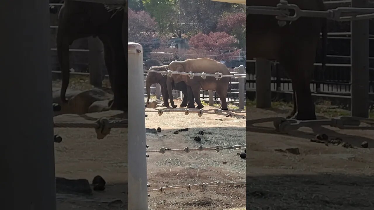Elephants Are Back! #korea #zoo #shorts #shortsvideo