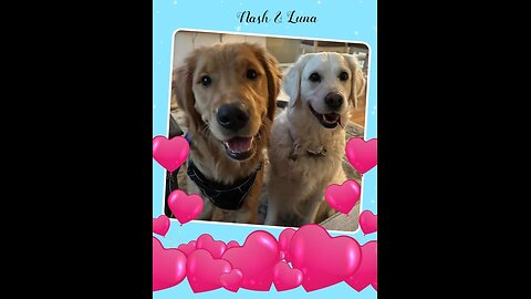 Golden Retrievers: Hearts of Gold - Valentine's Day 2024