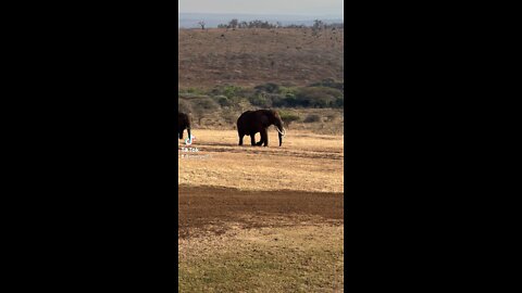 Safari adventures