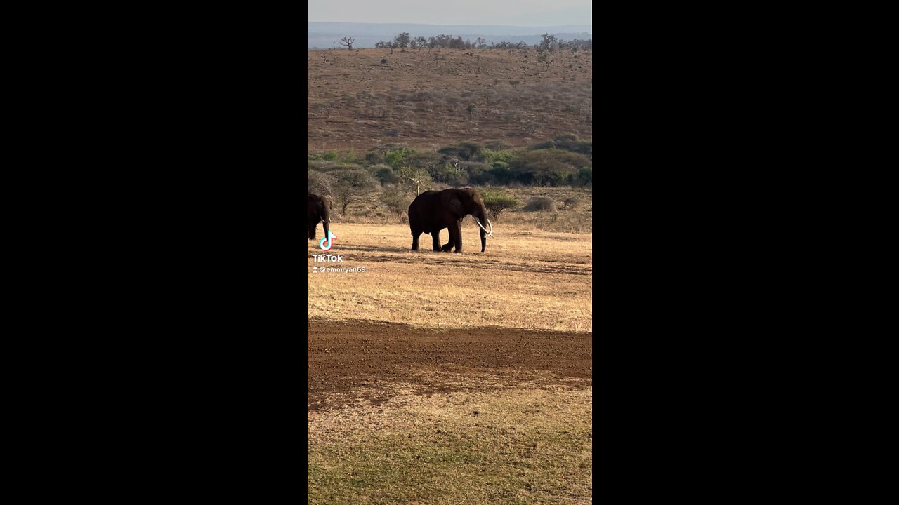 Safari adventures
